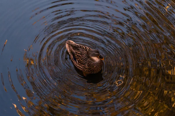 Pato Gadwall Anas Strepera — Foto de Stock