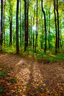 Shenandoah Milli Parkı