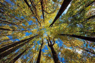 Shenandoah Milli Parkı