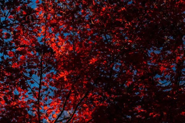 Central Park Kırmızı Akçaağaç Yaprakları — Stok fotoğraf