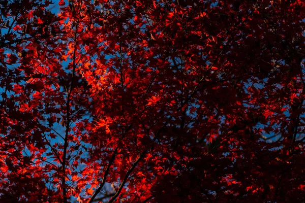 Foglie Rosse Acero Central Park — Foto Stock