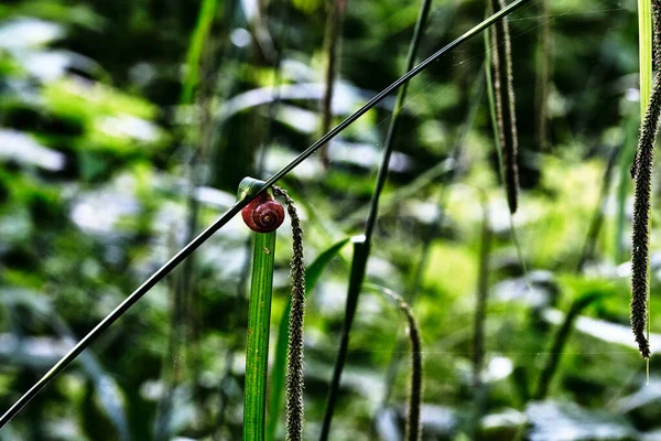 Coccinelle Sur Une Herbe Verte — Photo