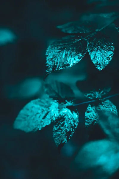 Schöne Botanische Aufnahme Natürliche Tapete — Stockfoto