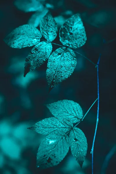 Зеленые Листья Темном Фоне — стоковое фото