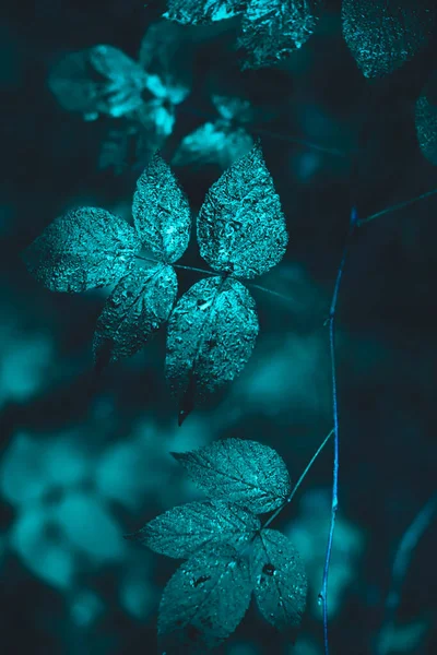 Hojas Verdes Sobre Fondo Azul —  Fotos de Stock