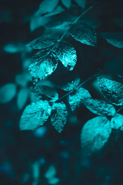 Green Leaves Dark Background — Stock Photo, Image