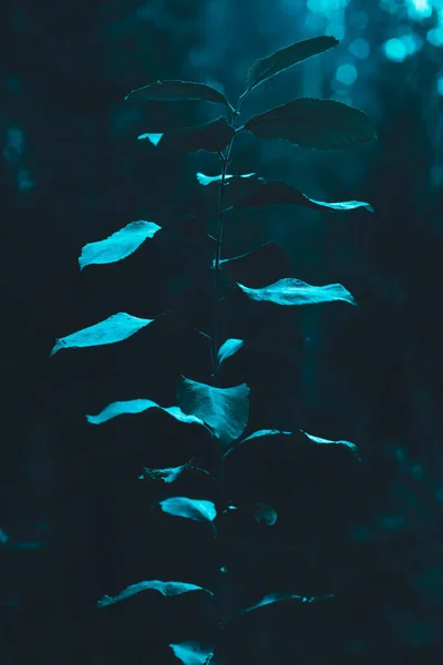 Underwater View Beautiful Tropical Sea — Stock Photo, Image