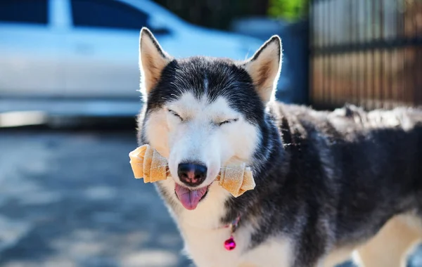 Portret Van Een Hond Met Een Witte Halsband — Stockfoto