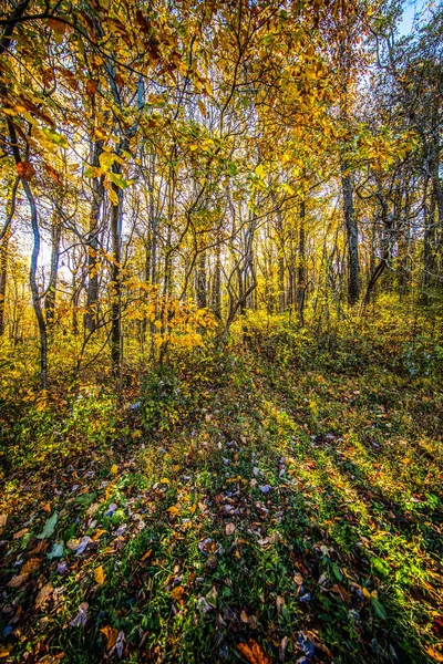 Shenandoah Nationaal Park Uitzicht — Stockfoto