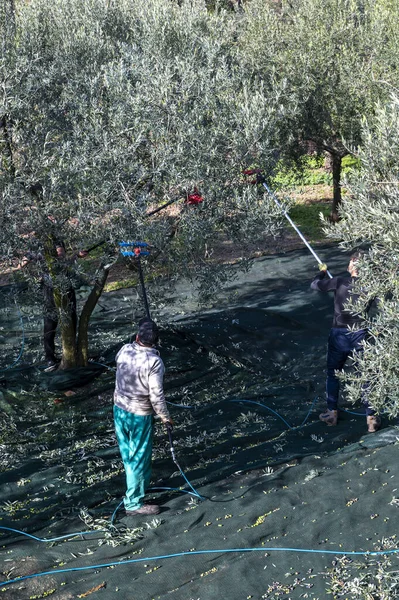 Terni Itália Novembro 2020 Colheita Azeitona Estação Novembro Com Mãos — Fotografia de Stock