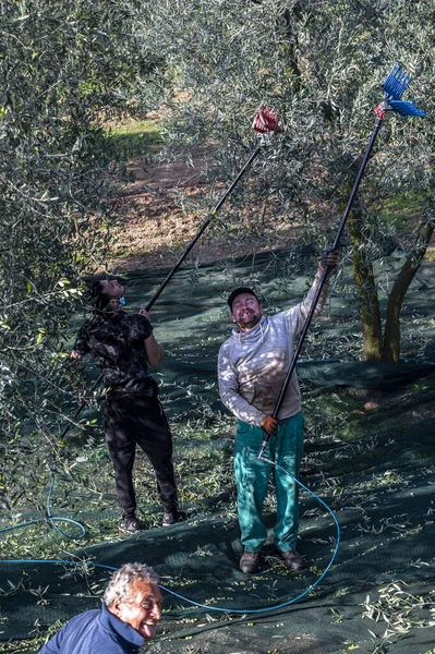 Terni Italie Novembre 2020 Récolte Des Olives Novembre Avec Les — Photo