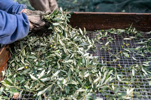 Olive Capatura Leaves Passer Harvest — Stock Photo, Image