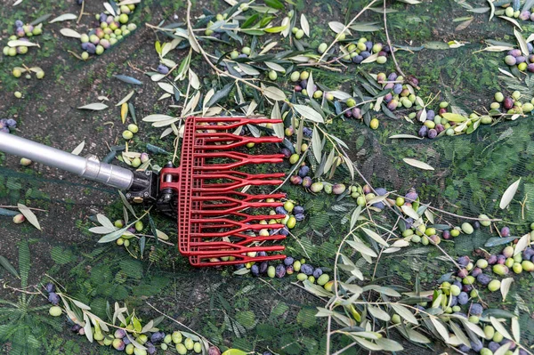 Tool Harvesting Olives Stem Harvesting Period — Stock Photo, Image