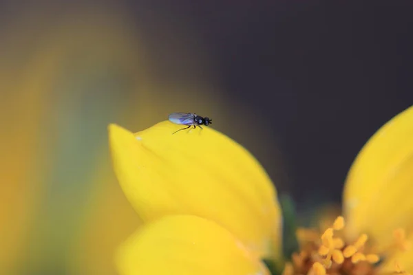 Makro Widok Piękny Żółty Kwiat — Zdjęcie stockowe