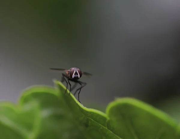 Eine Nahaufnahme Eines Schönen Insekts — Stockfoto