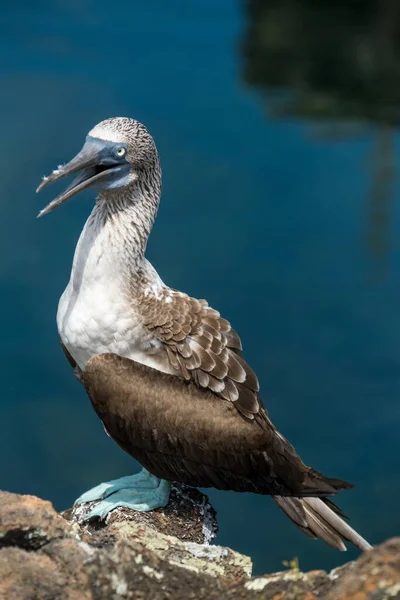 Seagull Beach — Stock Photo, Image