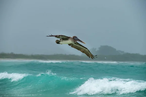 Mouette Volant Dans Mer — Photo