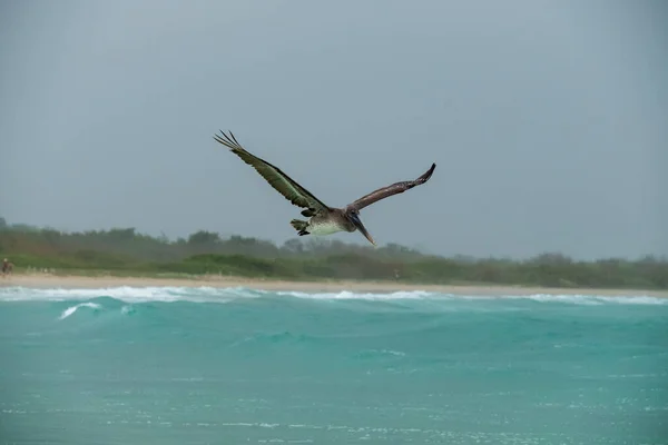 Pájaro Volando Cielo — Foto de Stock