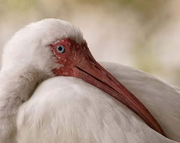 Cigogne Blanche Avec Bec — Photo