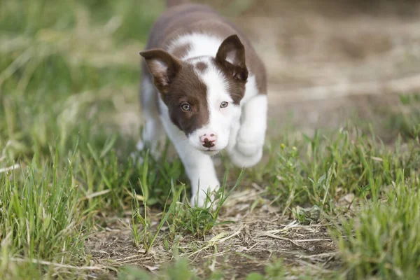 Race Chien Jack Russell Terrier Dans Forêt — Photo