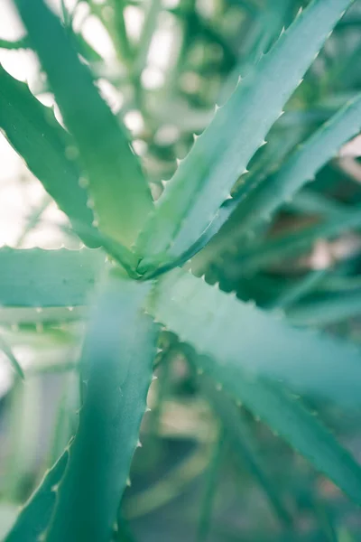 Planta Aloe Vera Con Hojas Verdes — Foto de Stock