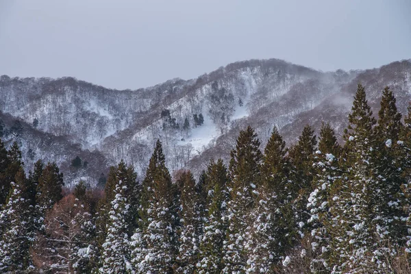 Beautiful Winter Landscape Snow Covered Trees — Stock Photo, Image