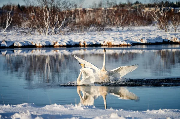 Weiße Anmutige Schwäne Treiben Auf Teich Und Plätschern Sonnigen Wintertagen — Stockfoto