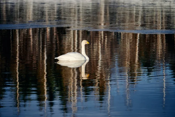 Side View Calm Swan White Plumage Floating Rippling Water Pond — Stock Photo, Image