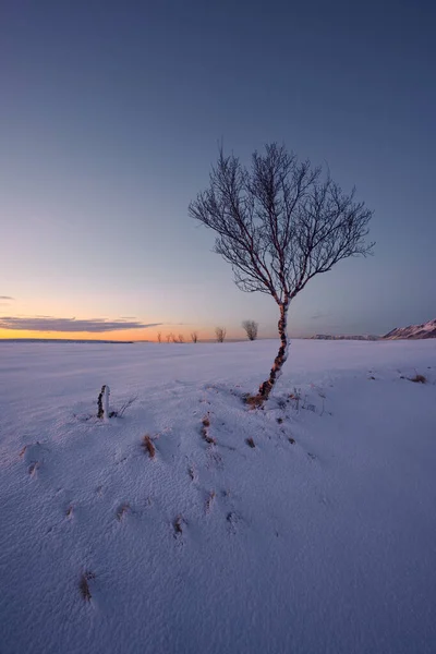 Εκπληκτική Θέα Του Μοναχικού Δέντρου Χωρίς Φύλλα Στο Χιονισμένο Πεδίο — Φωτογραφία Αρχείου