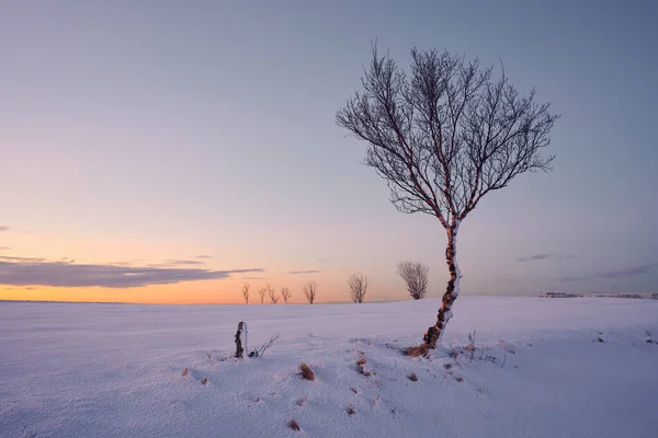 Cenário Árvore Sem Folhas Que Cresce Prado Nevado Contra Céu — Fotografia de Stock