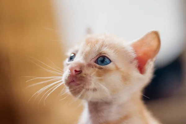 Süße Katze Auf Dem Sofa — Stockfoto