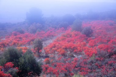 Alcocer 'de sonbahar kornikabra (Pistacia terebinthus) renklendirmesi. Guadalajara. İspanya