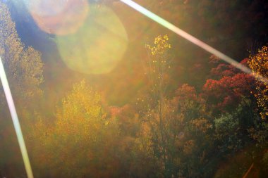 Alcocer 'de sonbahar kornikabra (Pistacia terebinthus) renklendirmesi. Guadalajara. İspanya