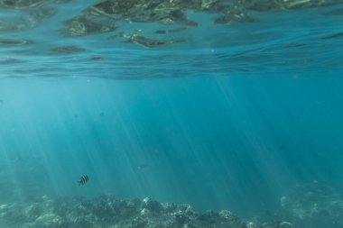 Beyaz köpekbalığıyla güzel bir tropikal suyun sualtı manzarası