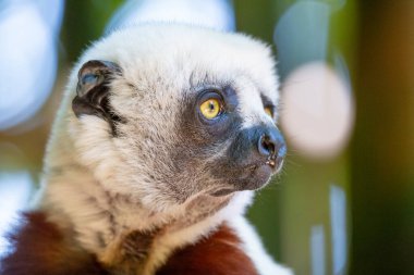 Coquerel Sifaka, Madagaskar adasındaki ulusal parktaki doğal ortamında..