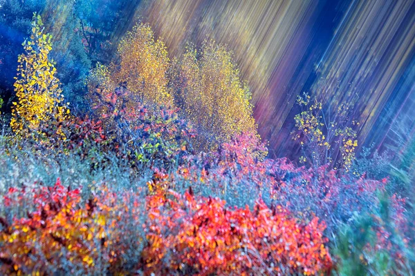 Coloration Automnale Des Cornicabras Pistacia Terebinthus Dans Alcocer Guadalajara Espagne — Photo