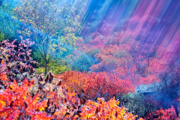 AlcoerのCornicabas Pistacia Terebinthus の秋の色 グアダラハラ スペイン — ストック写真