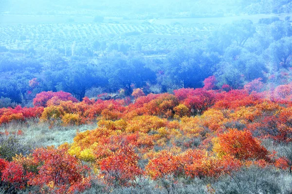 Herbstliche Färbung Von Cornicabras Pistacia Terebinthus Alkohol Guadalajara Spanien — Stockfoto