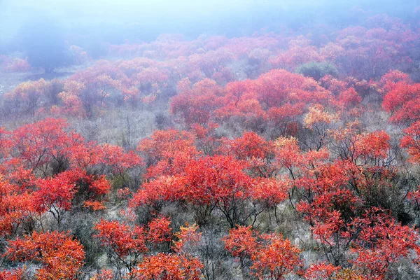 Autumnal Coloration Cornicabras Pistacia Terebinthus Alcocer Guadalajara Spain — Stock Photo, Image