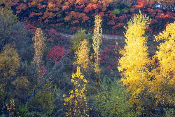 Autumnal Coloration Cornicabras Pistacia Terebinthus Alcocer Guadalajara Spain — Stock Photo, Image