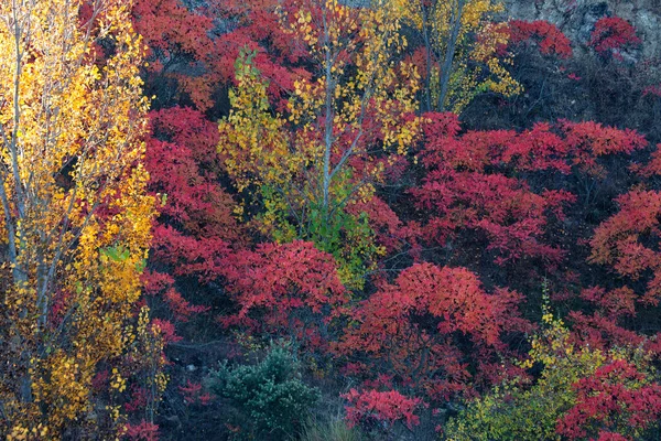 Autumnal Coloration Cornicabras Pistacia Terebinthus Alcocer Guadalajara Spain — Stock Photo, Image