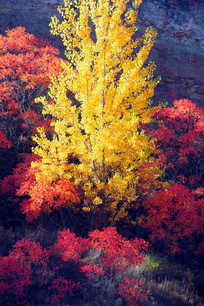 Autumnal Coloration Cornicabras Pistacia Terebinthus Alcocer Guadalajara Spain — Stock Photo, Image