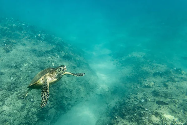 Beautiful Underwater World Sea Caribbean — Stock Photo, Image