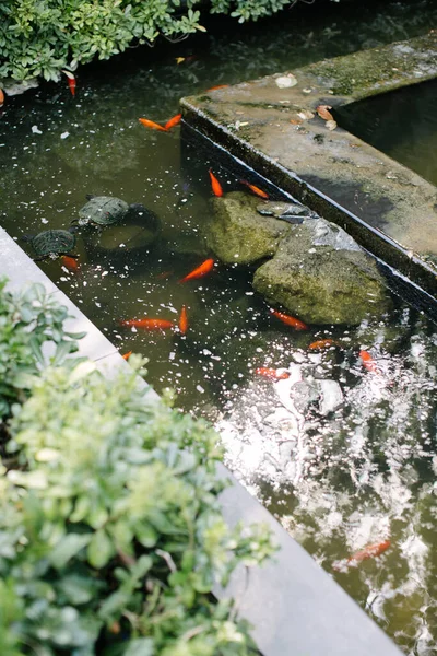 Peixe Água — Fotografia de Stock