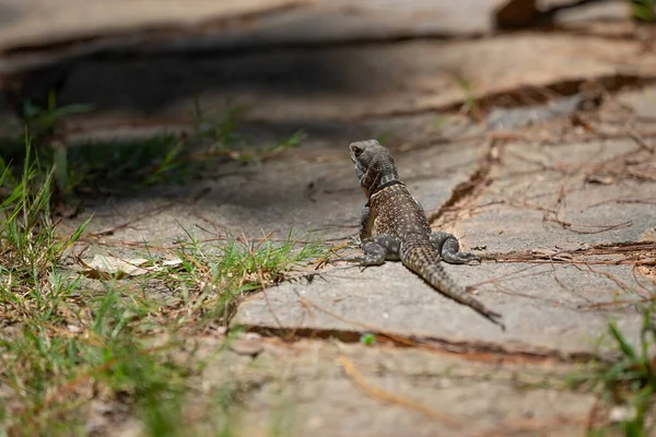 Barevný Chameleon Zblízka Deštném Pralese Madagaskaru — Stock fotografie