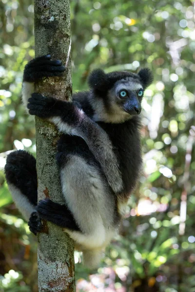 Een Indri Maki Boom Waakt Bezoekers Van Het Park — Stockfoto