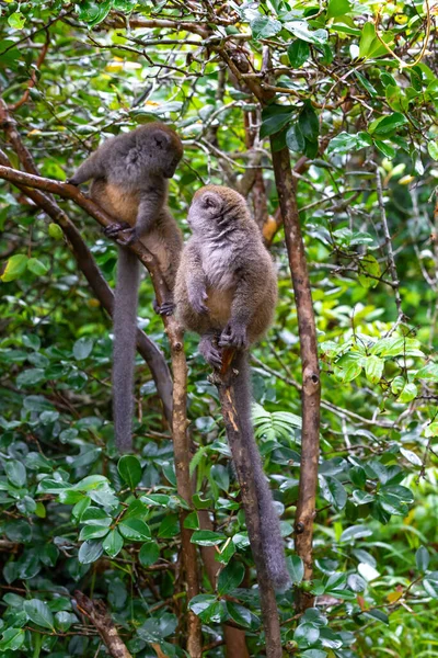 Grappige Bamboe Maki Een Boomtak Kijken Naar Bezoekers — Stockfoto