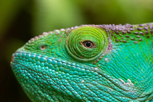 Close Macro Shot Green Chameleon — Stock Photo, Image