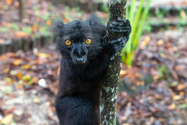 Lémur Negro Árbol Esperando Plátano — Foto de Stock