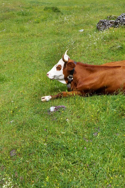 Cow Green Meadow — Stock Photo, Image